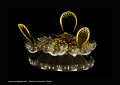  Weird Jelly Fish  